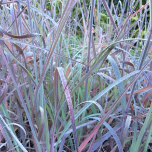 Lord Snowden Big Bluestem