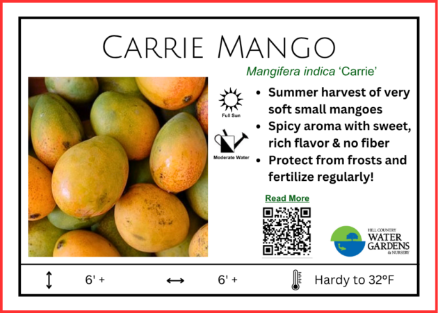 Carrie Mango tree for sale cedar park
