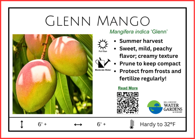 Glenn Mango trees for sale central Texas