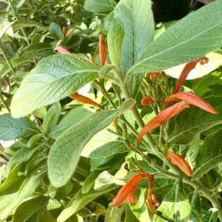 Mexican Honeysuckle
