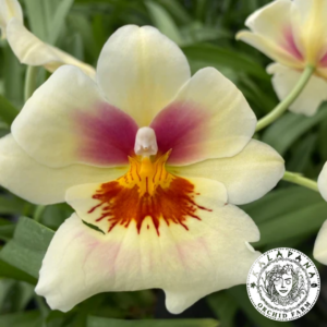 Miltoniopsis Arthur Cobbledick 'Springtime'