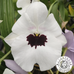 Miltoniopsis Lillian Nakamoto