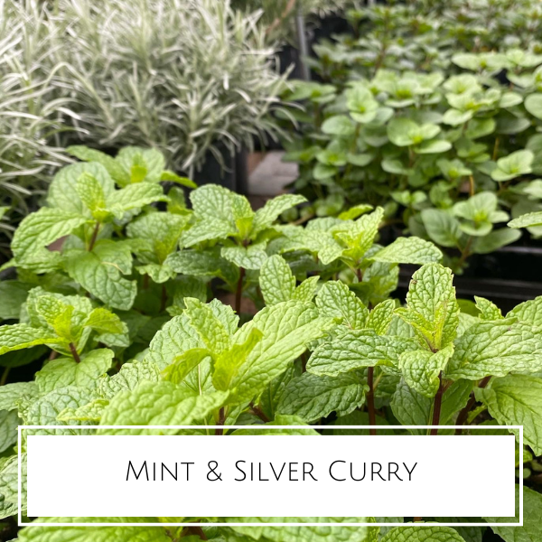 Mint & Silver Curry