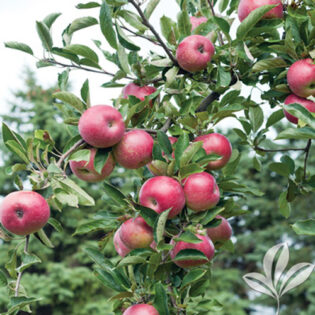 Mollie's Delicious Apple, Semi-Dwarf