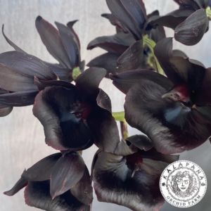 Monnierara Millennium Magic 'Witchcraft'