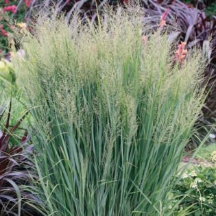 Northwind Switch Grass