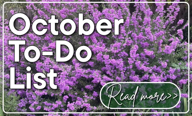 what to do in the garden this october, landscape, pond, lawn cedar park