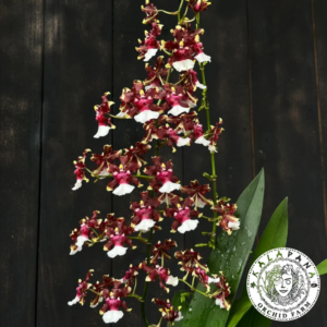 Oncidium Aka Baby 'Raspberry Chocolate' (2)