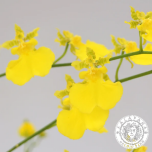 Oncidium Lemon Heart