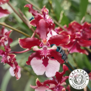 Oncidium Sharry Baby 'Sweet Fragrance'