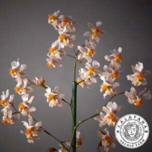 Oncidium Tsiku Marguerite (2)