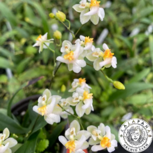 Oncidium cheirophorum x Oncidium sotoanum 'Twinkle Fragrance Fantasy'