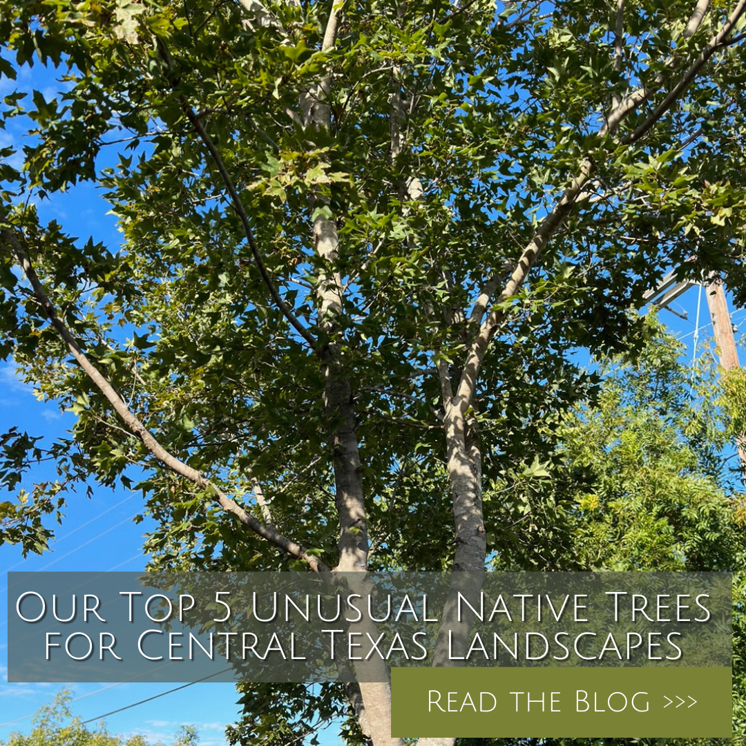 Native tress and plants for Cedar Park, Round Rock and Austin, Texas