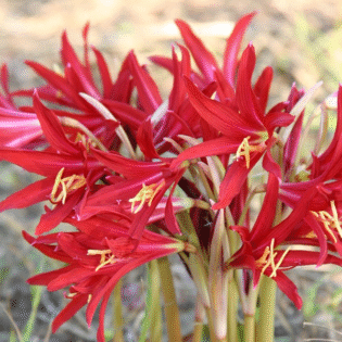 Oxblood Lily