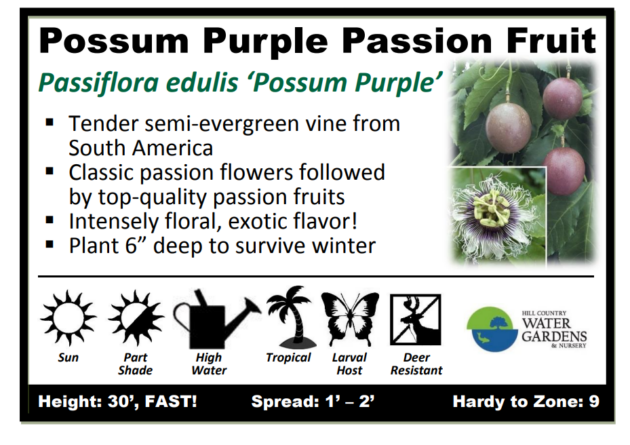 fruiting passionfruit plant vine passion vine tropical purple fruit, Austin, Texas
Round Rock
Georgetown