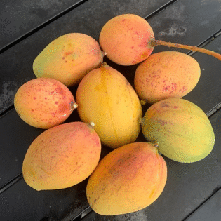 Pickering Mango