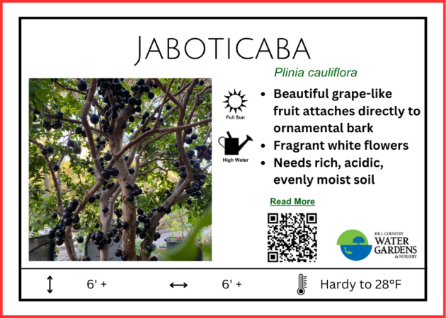 Plinia cauliflora, Jaboticaba, MBS 202