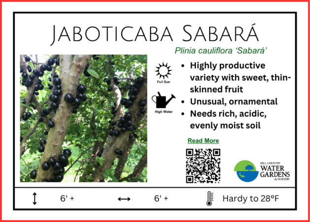 Jaboticaba Sabara more drought tolerant