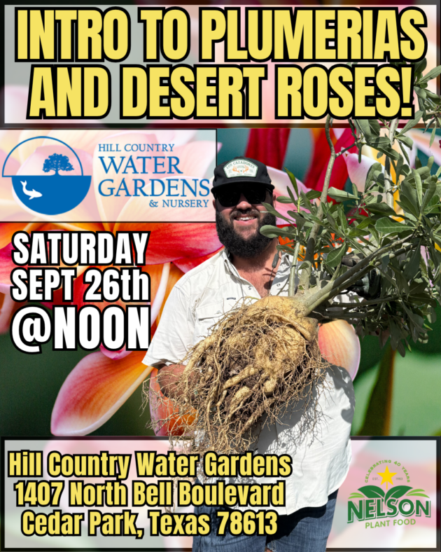 Plumeria and Desert Rose Seminar Destin Noak