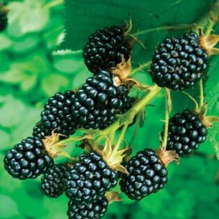 Prime Ark Freedom Blackberry