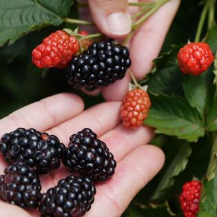 Prime Ark Traveler Blackberry