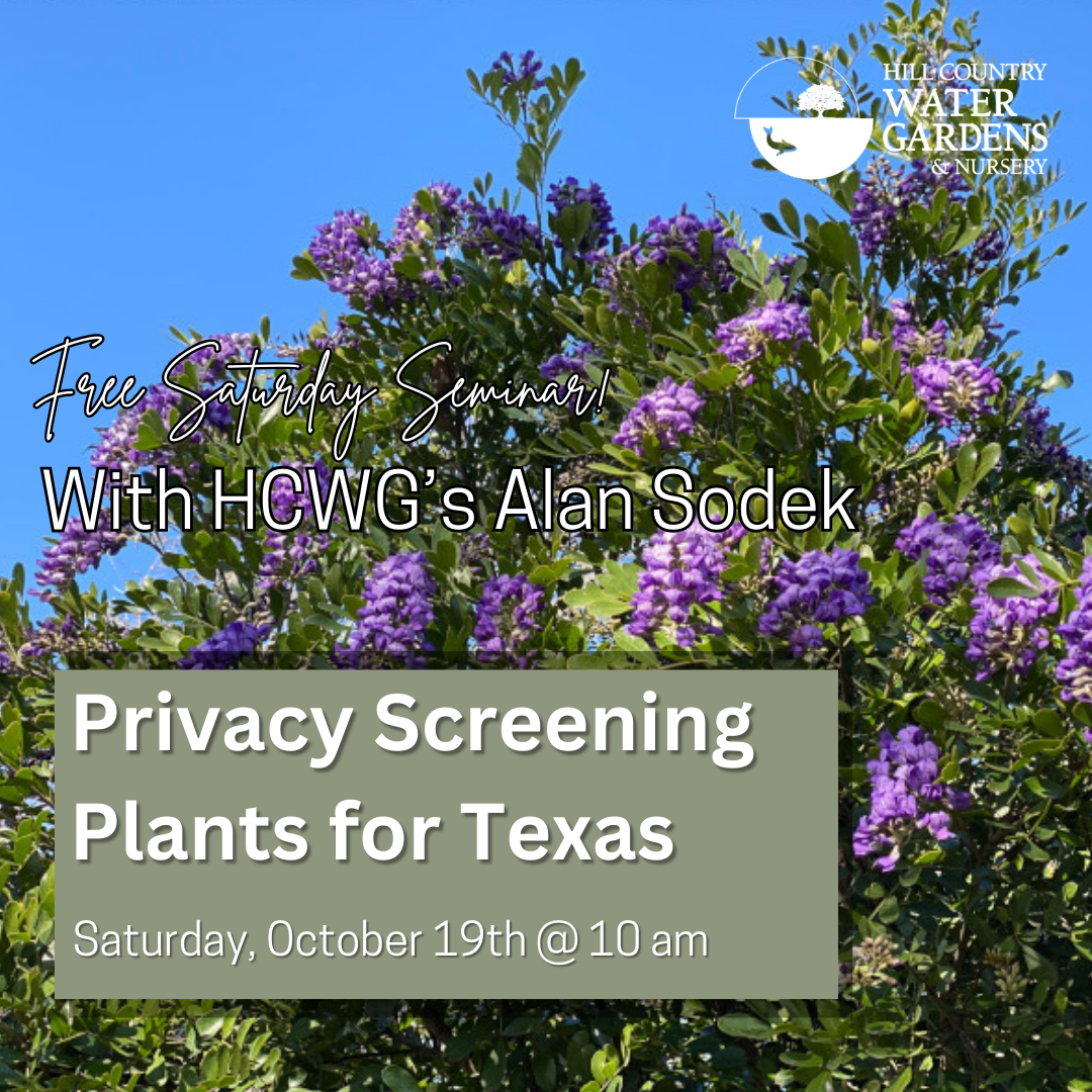 Privacy Screening Plants Seminar