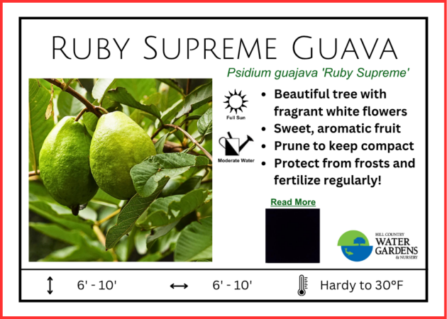 Ruby Supreme Guava trees in the Austin Metro