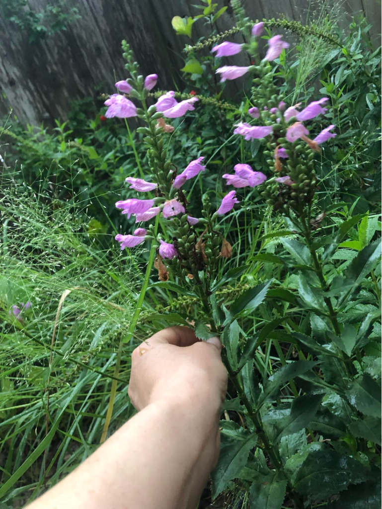 The dense, varied grasses and flowers in the author’s rain garden are a favorite sleeping spot for longhorn bees in the summer. At night, you can hear the quiet chirps of a few toads, enjoying the cover, humidity, and invertebrate snacks provided by the grasses.