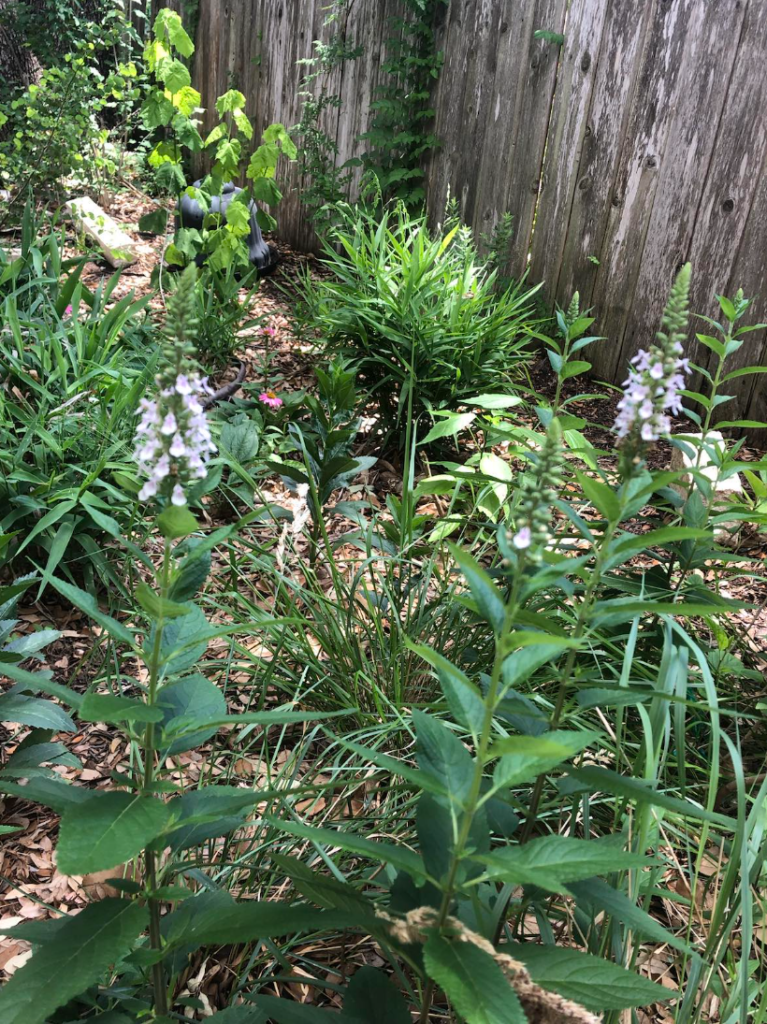  Here is one of the author’s rain gardens shortly after installation. You can see that it includes inland sea oats, seep muhly, obedient plant, malvaviscus, and American Germander, among others, and it thrives with very little supplemental irrigation or fertilization.