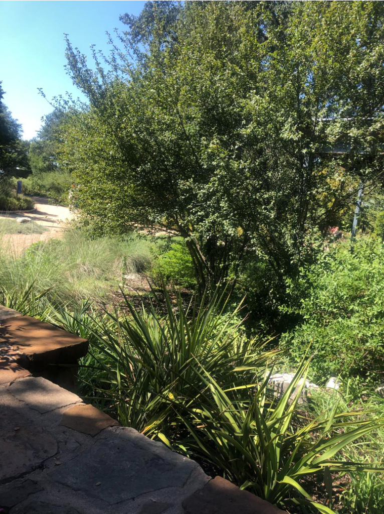 This is just one of many rain gardens at the Wildflower Center that collects the rain water that runs off the paved paths and pavilions. Twistleaf yuccas and big muhly grasses slow the water down as it runs off the pavement so that it doesn’t erode the native soil.