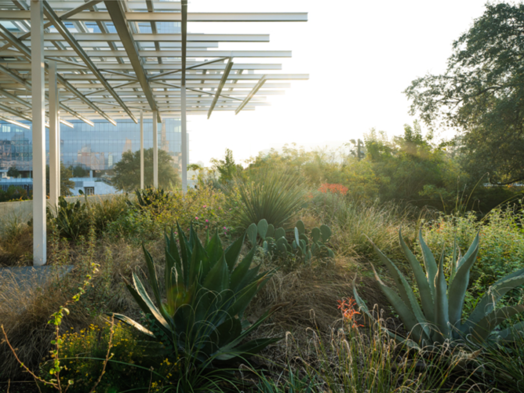 Waterloo Greenway in downtown Austin is an incredible example of how bioengineering solutions like rain gardens are not only beautiful, but also incredibly useful. The densely planted infiltration gardens in this scenic destination help shore up the degraded banks of Waller Creek and keeps downtown Austin from flooding.