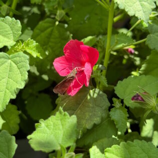 Red Dragon Rock Rose