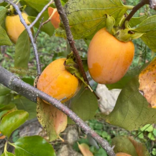 Saijo Persimmon