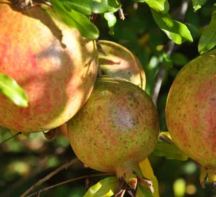 Salavatski Pomegranate