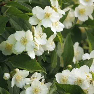 Swan Lake Mock Orange