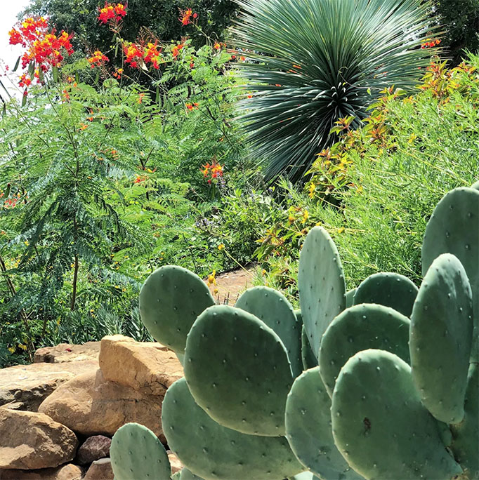 Garden Services Hill Country Water Gardens Nursery