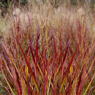 Shenandoah Switch Grass