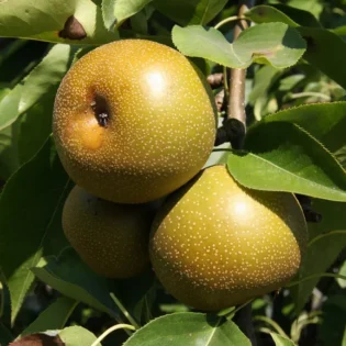 Shinseiki Pear