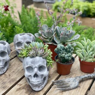 Halloween Succulent Arrangement Workshop