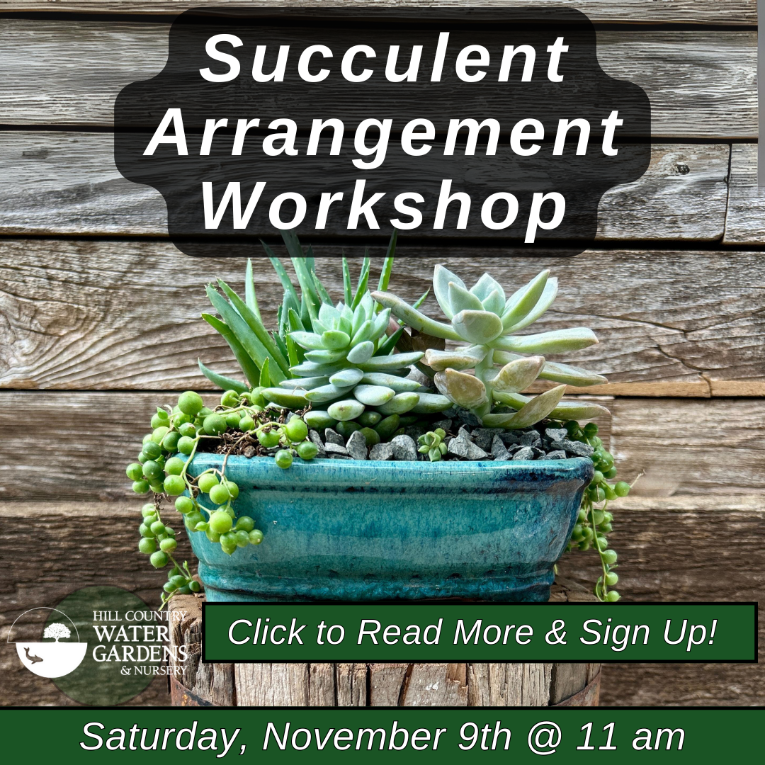 Succulent Workshop Signup Graphic