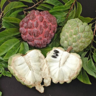 Sugar Apple