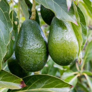 Super Hass Avocado