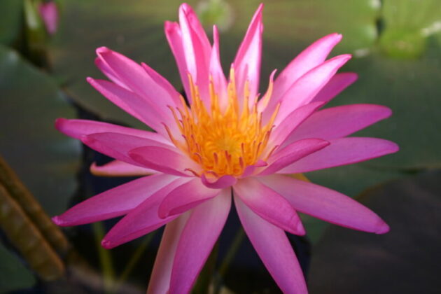 Tropic Star Hardy Water Lily