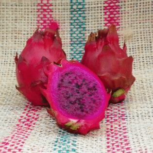 Voodoo Child Dragon Fruit