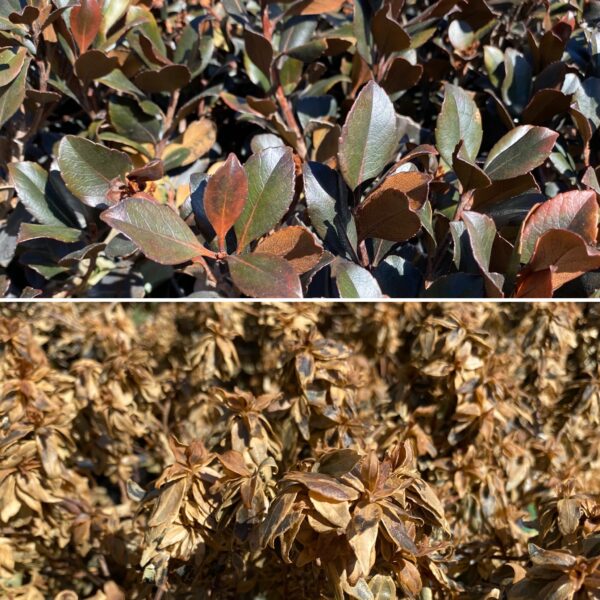 Cold damaged shrubs can be tricky to diagnose right away. Give them some time!