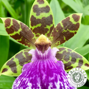 Zygopetalum Jumpin Jack