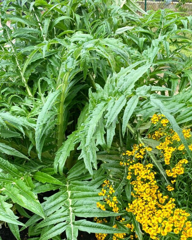 cardoon and mexican mint merigold