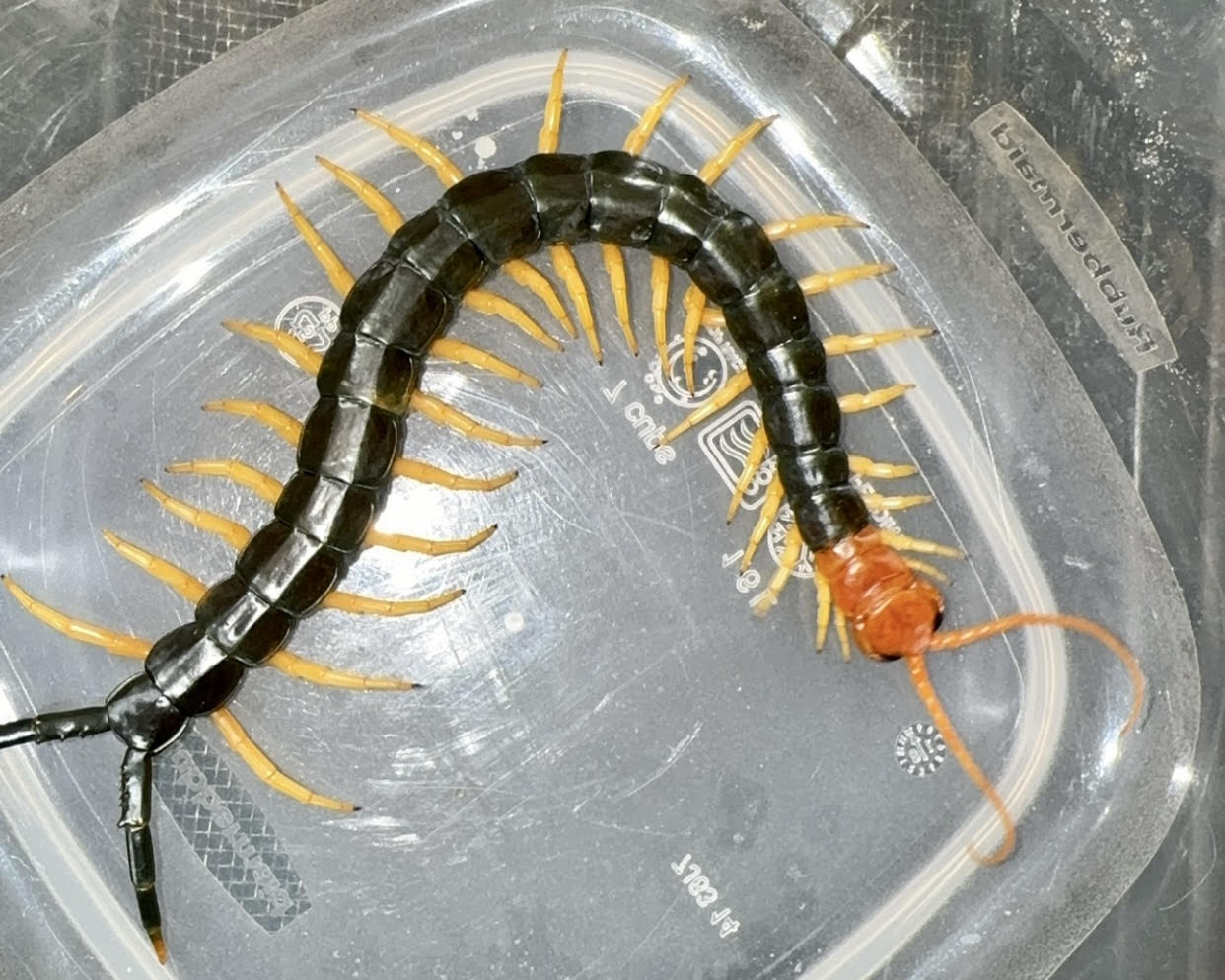 Texas redheaded centipede texas redheaded centipede