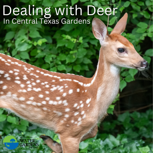 Dealing with Deer in Texas Gardens and Landscapes. Deer-Proof Plants & Flowers