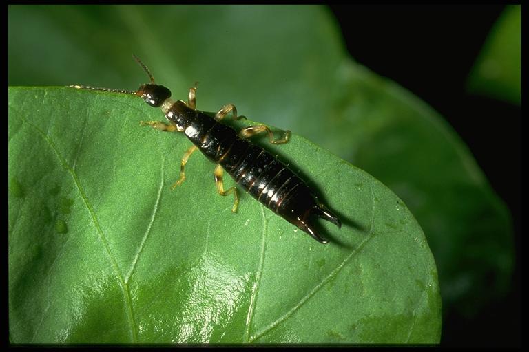 Earwig earwig, soil health, texas a&m